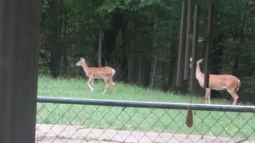 My view this Friday morn. Little fawn still has her spots.