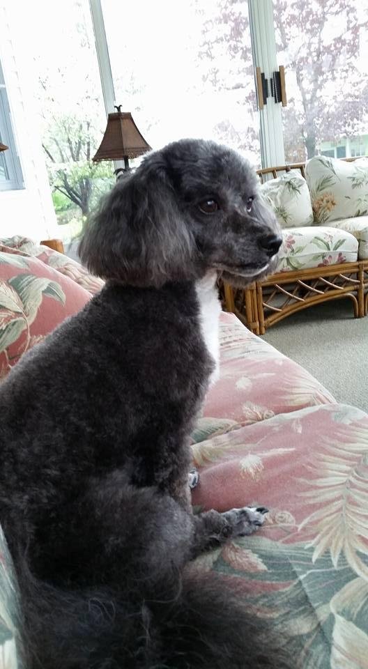 Nikki's new haircut.