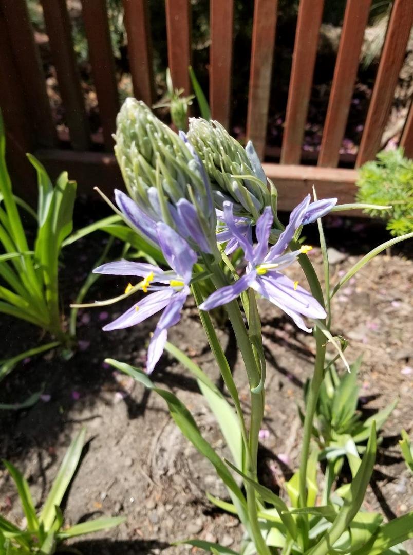 Finally starting to bloom