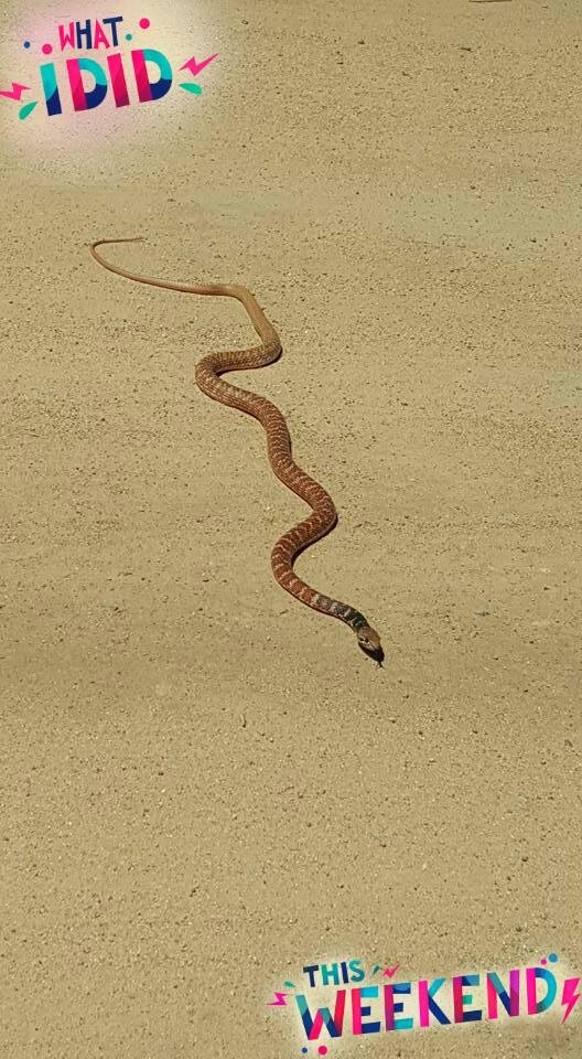 Melanie Phelps' album, Mobile Uploads