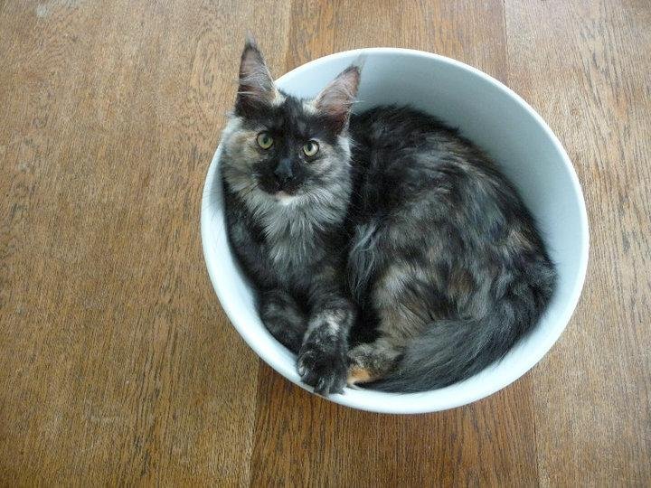 Dixie at 5 months and 8 pounds. She loves to sleep in this bowl. It's 13.5 inches in diameter.