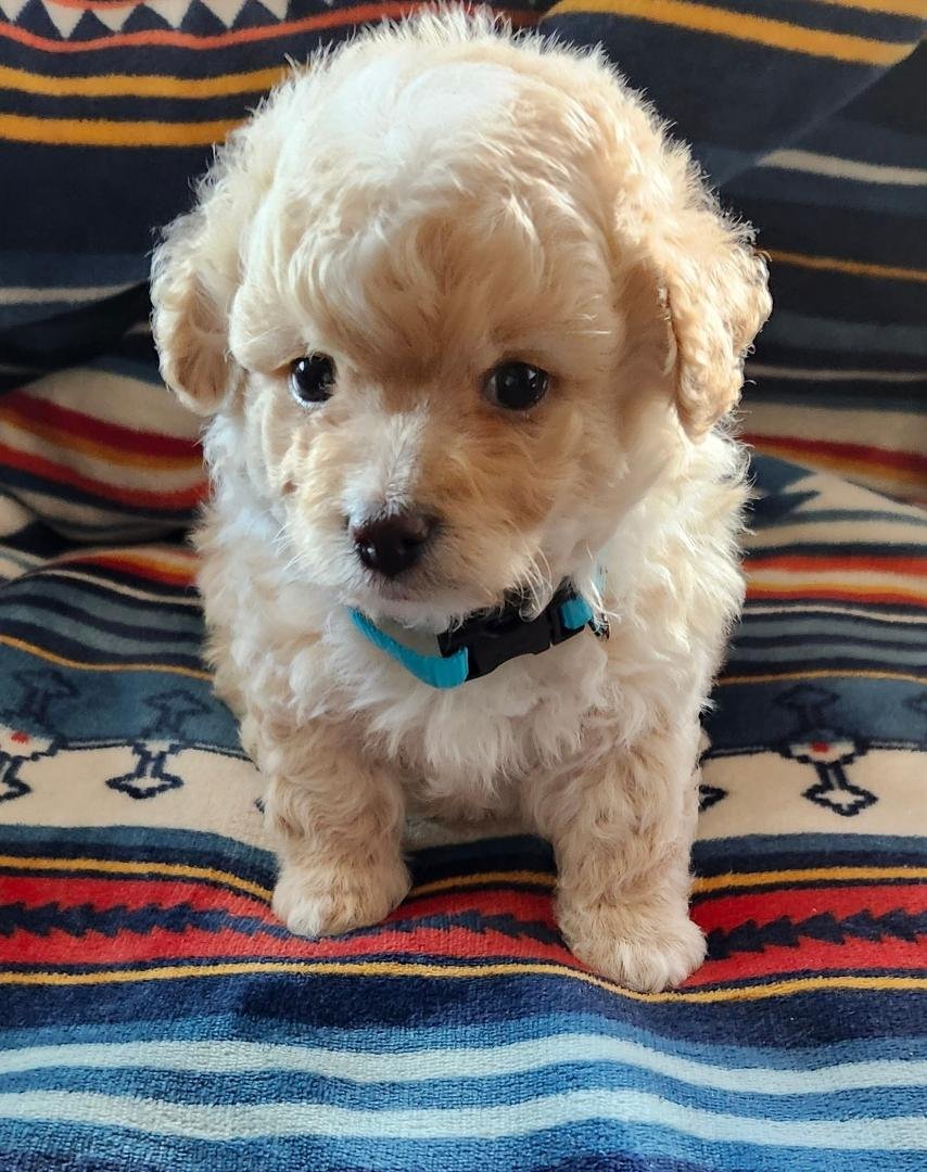 Meet Stanley the Newest Jones