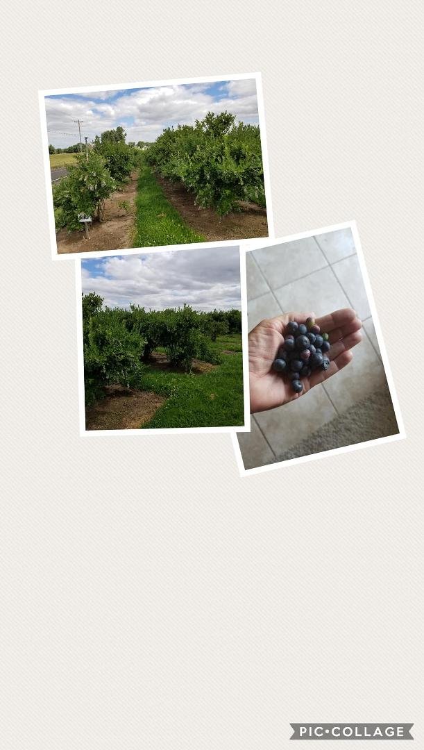 Karen Palmer Brooks Julie Van Cleave Erickson
Remember when we had to "think light" so we wouldn't sink into the mud when we planted those blueberries 43 years ago. They were little twigs when we planted them and now look h