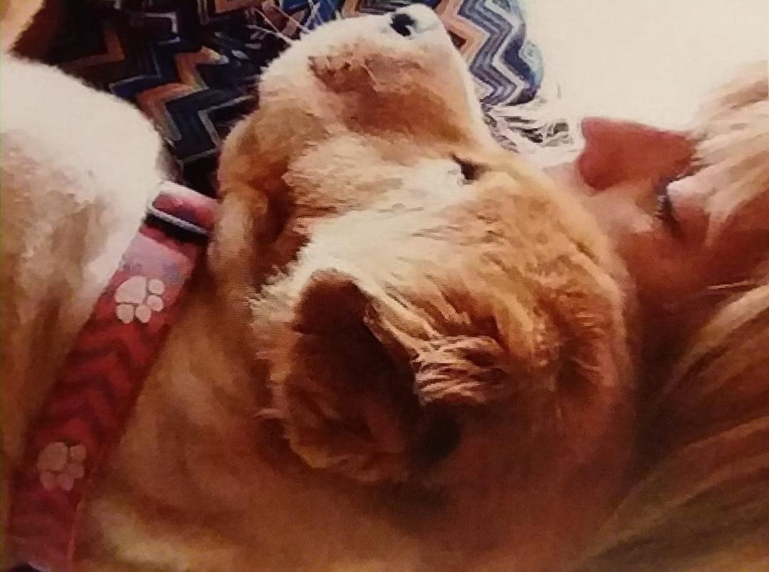 H is what we knew him as
Everyone he met adored his class.
Rarely making a stir
Always saving his big dog “Grrrrrrr”.
Today he passed away
I’m so sorry to say.
On his way he went.
To Heaven he was