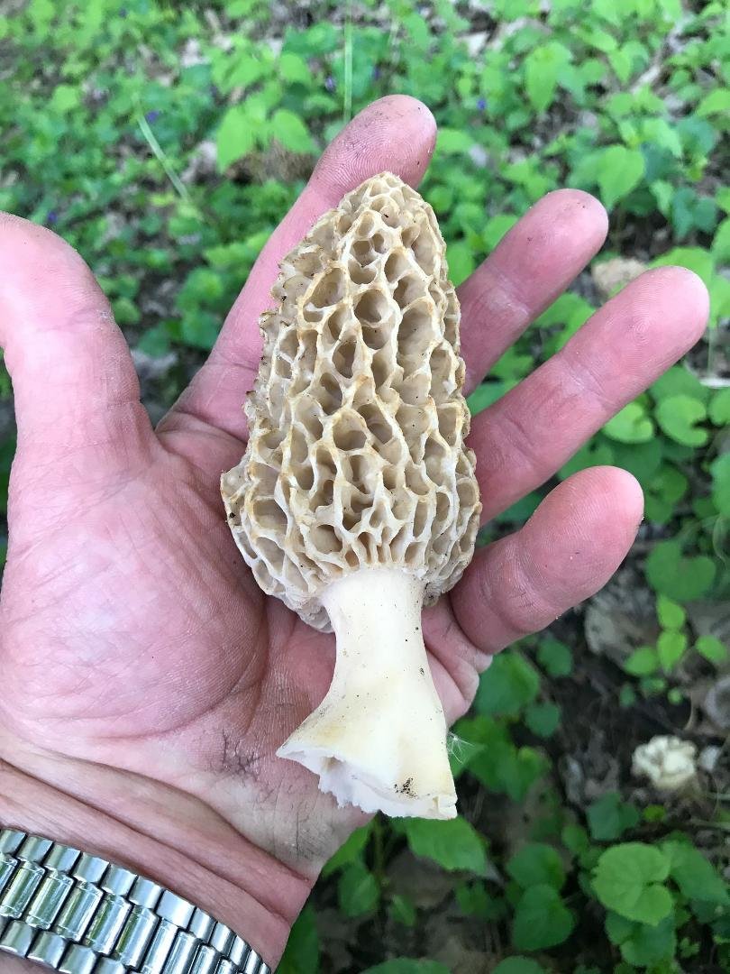 Dan Moticka's album, Mobile Uploads