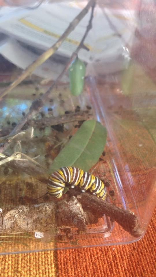 Stage One stage and two this one was a tiny baby saving caterpillar 🐛