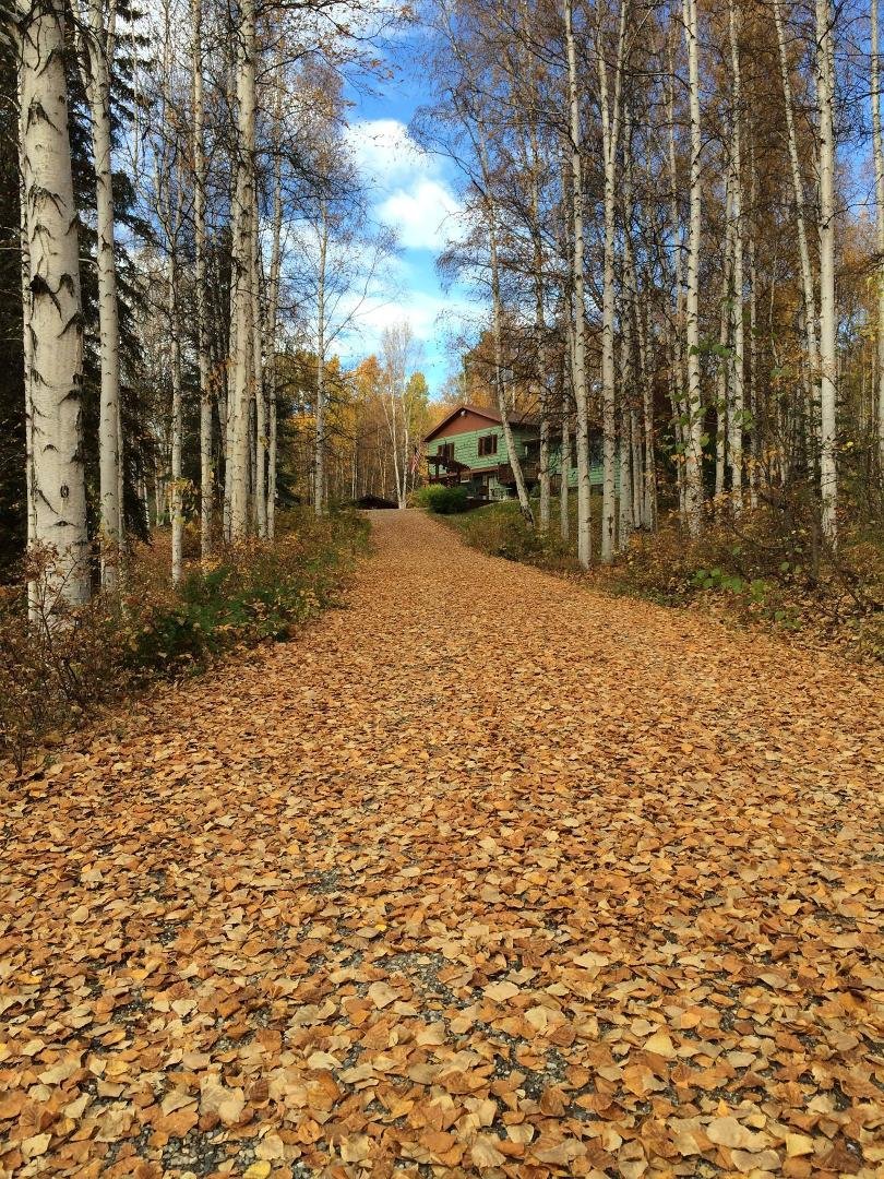 A few leaves fell on the driveway.