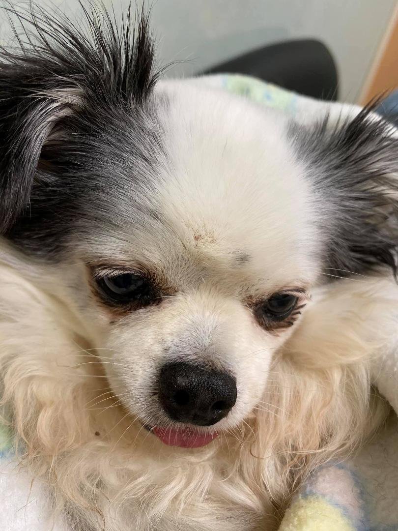 It’s with sad heart we put our Sassy down. Her heart was getting weaker