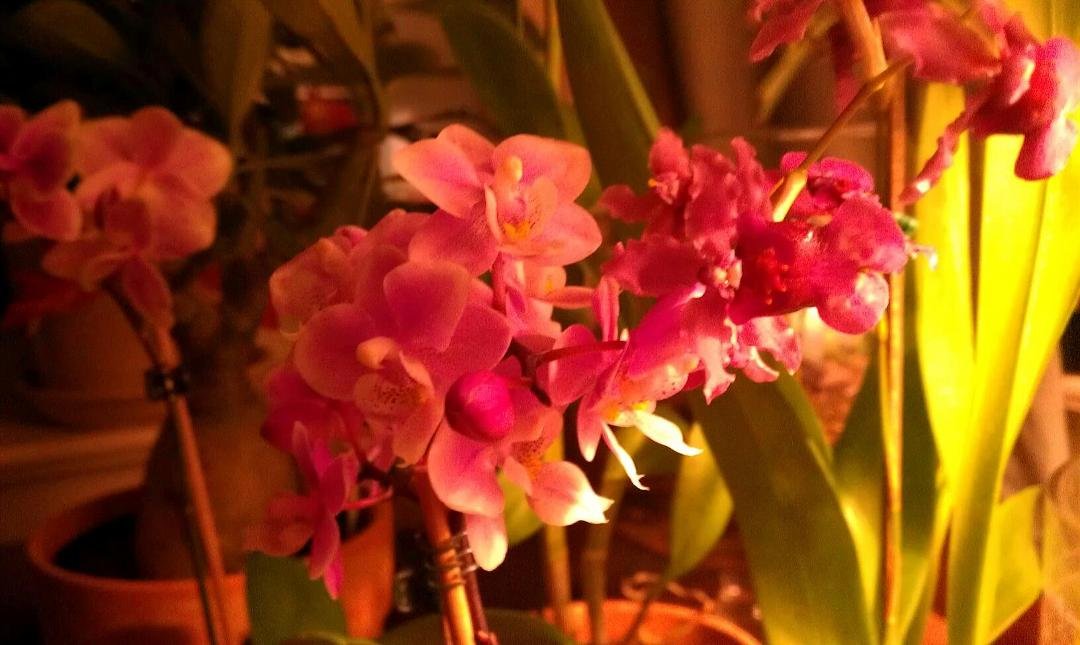 My orchids