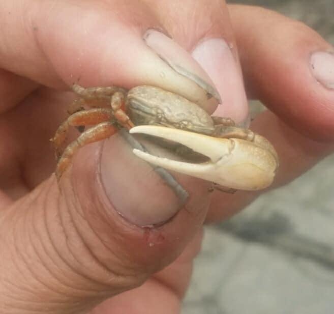 I got crabs and gave them to Janet Dy Pueco-Baker