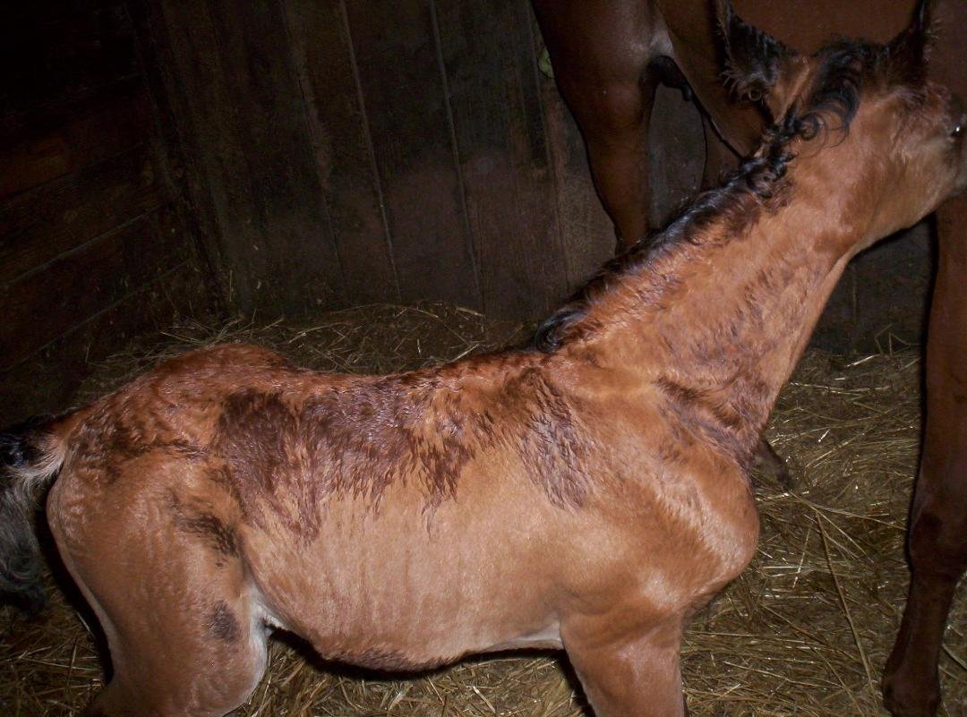 LIL COLT BORN JUNE 06,2016 7 AM