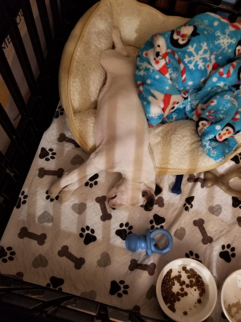 How can dogs sleep like this?