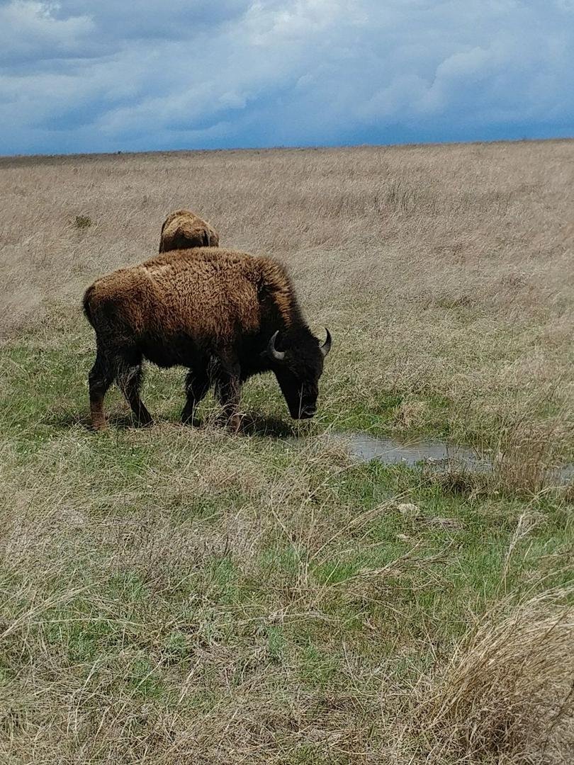 Tall Grass Prarie Preserve Pahuska OK.