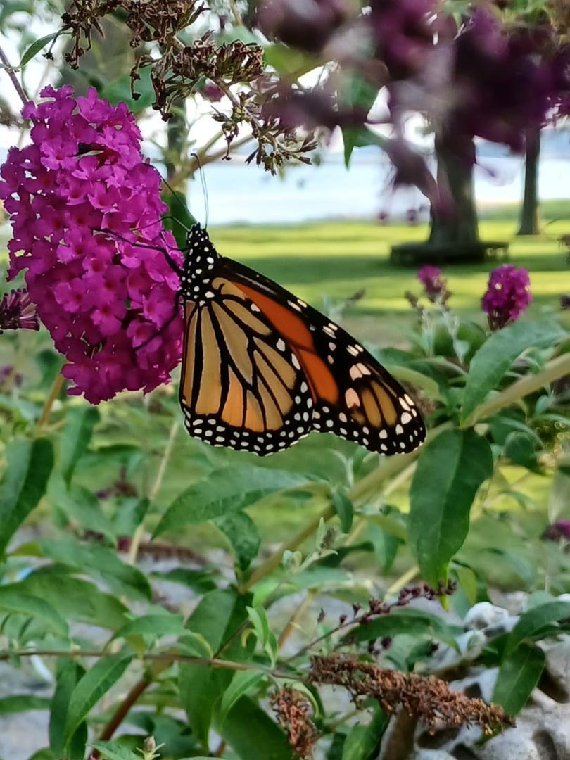 Beautiful monarch butterfly