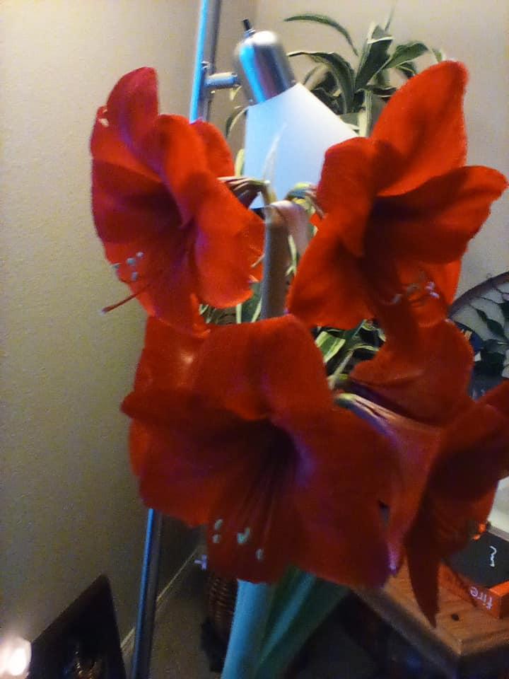 Barbara Fischer's album, Mobile uploads