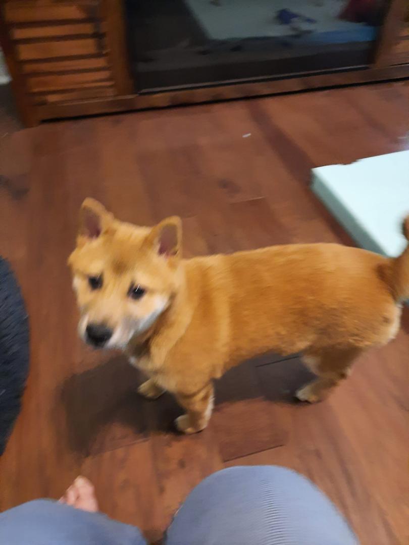 Everyone, this is Haruto, our new baby Shibu Inu. Isn't ne cute?