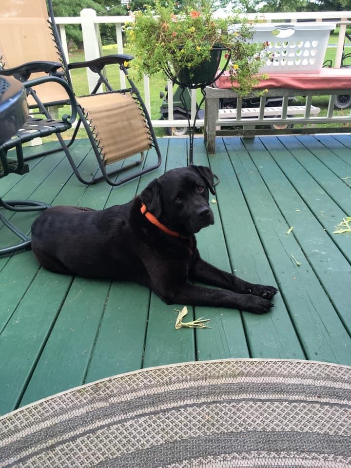 Happy Dog Day Zelda