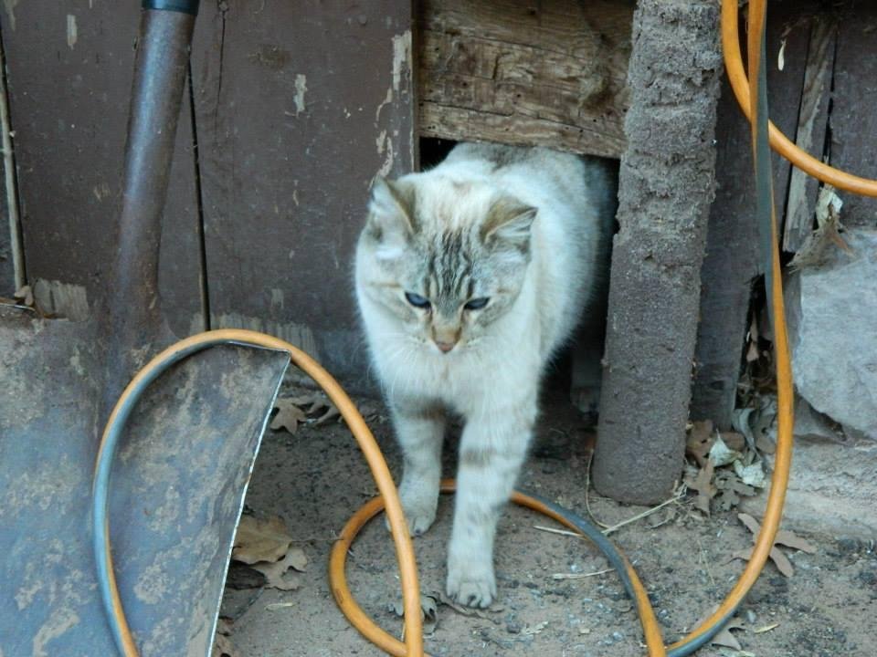Cat was dumped here in Zion and needs a new home!