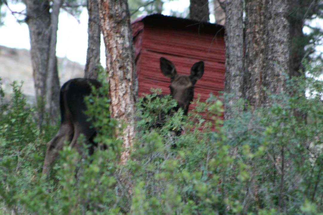 Yearling Moose at Masonic Park, South Fork, Colorado 7/4/2012