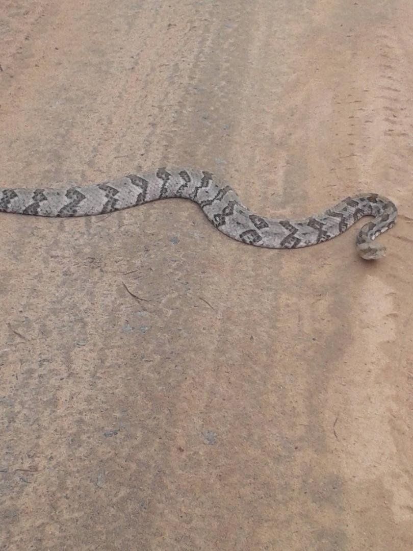 Snake Alert!!!