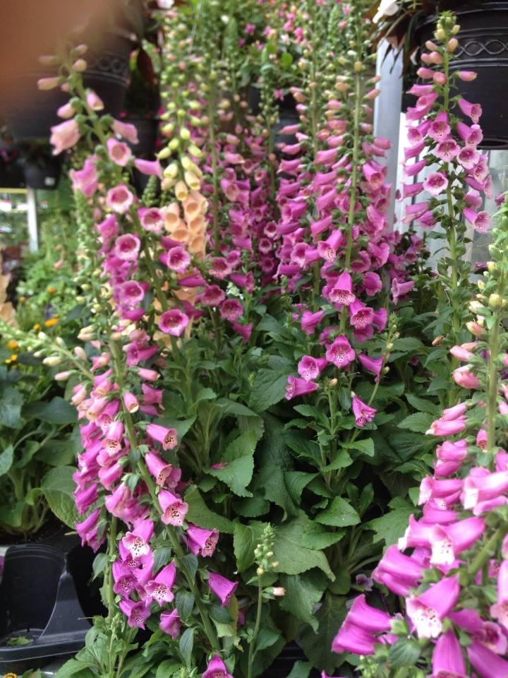 Foxgloves I bought today for my garden