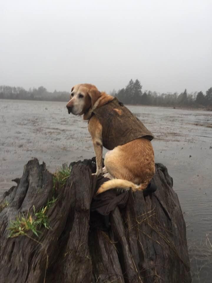 Finn got tired of sitting in the cold water this morning plus it was blowing 15 to30 not much fun.