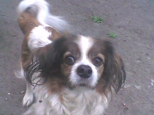 Lucky is still doing great living with Slavik in Lviv