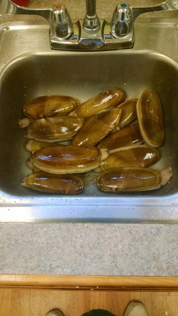 Caught a few clams before work this morning. Will be great for dinner.