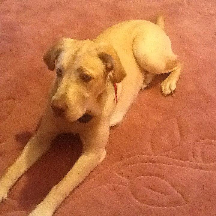 This is Bruno.  The shoe eating,slipper hiding,stick chewing good boy