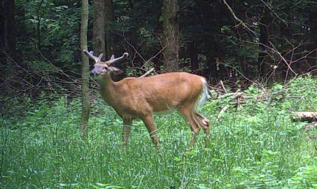 Here's another Pic of My Deer!!