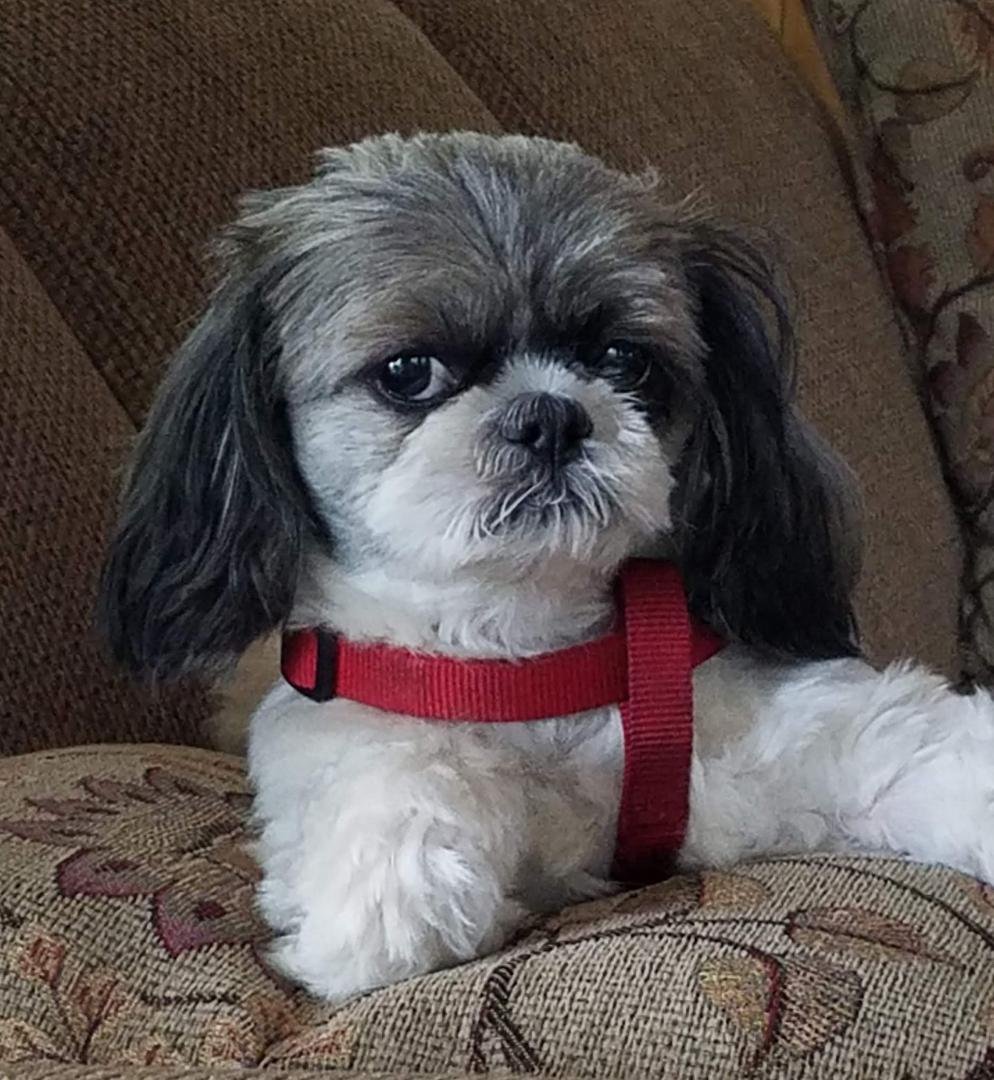 My little buddy Keno for National Dog Day