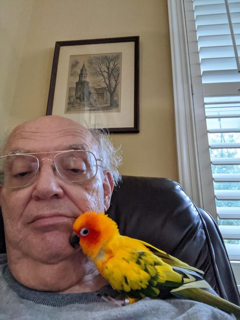 A very humble Thank You to friends and family for your birthday  wishes.  Lolita is 24, quite old for a Sun Conure.  She's not much of a talker, but she likes to sit with me and rest her warm little head and beak against my