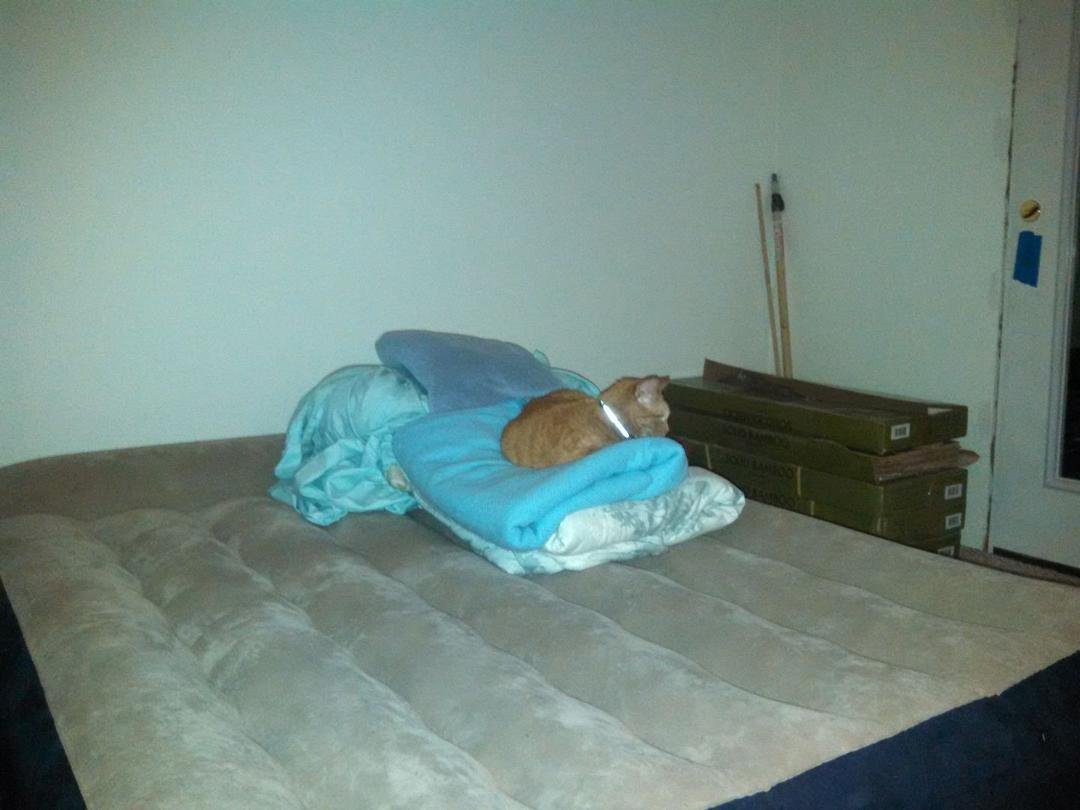 Tigger has taken over the inflatable queen mattress in the new guest room / office!