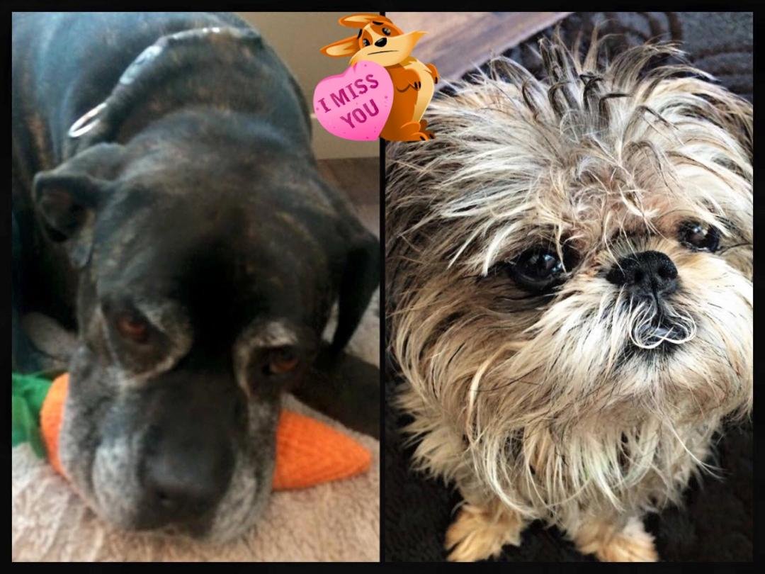 Missing my St Louis grandpoochies Bella Stella & Cheeky Monkey, as well as their parental units, Tny and Misty!