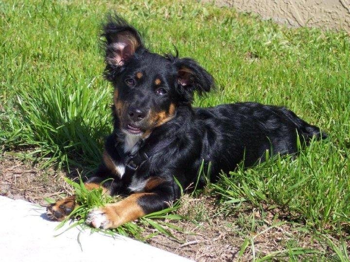 MISS MOLLY