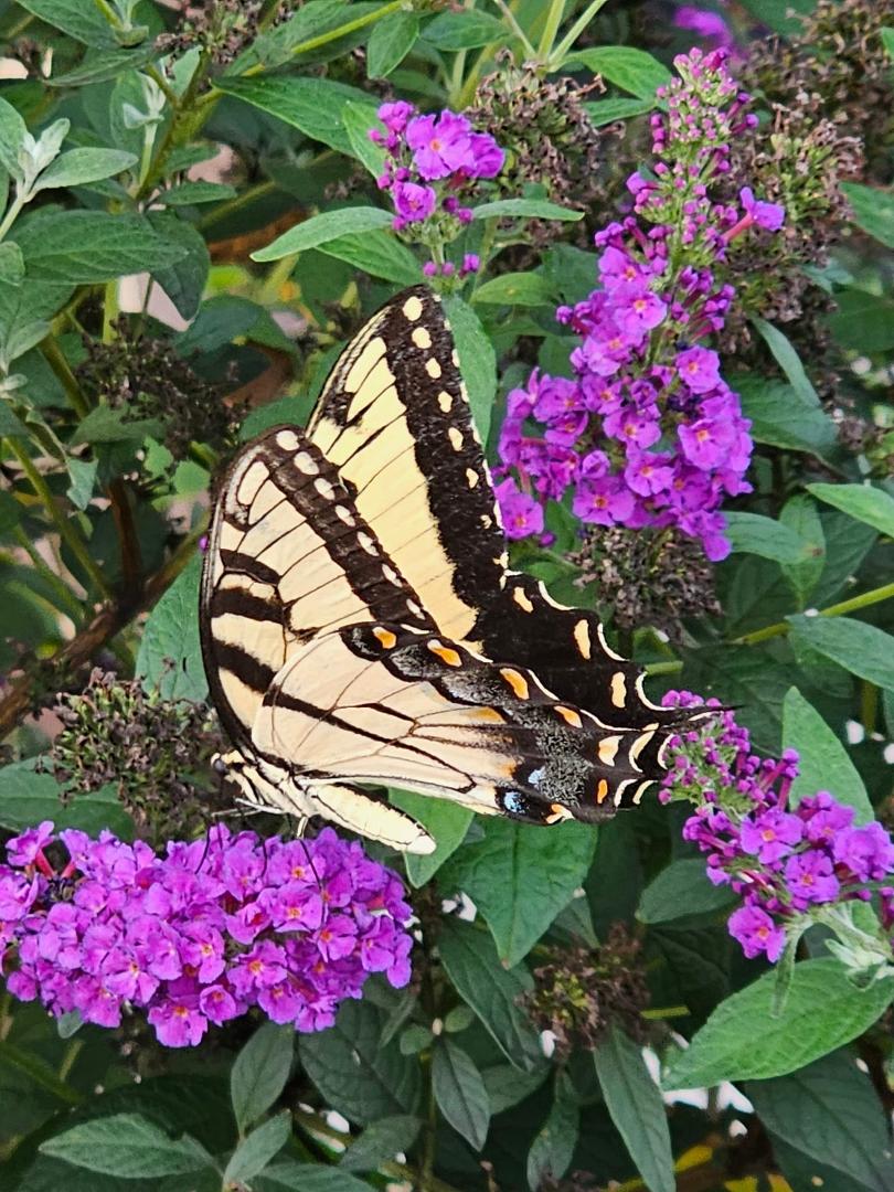 That's why it's called a "butterfly bush".