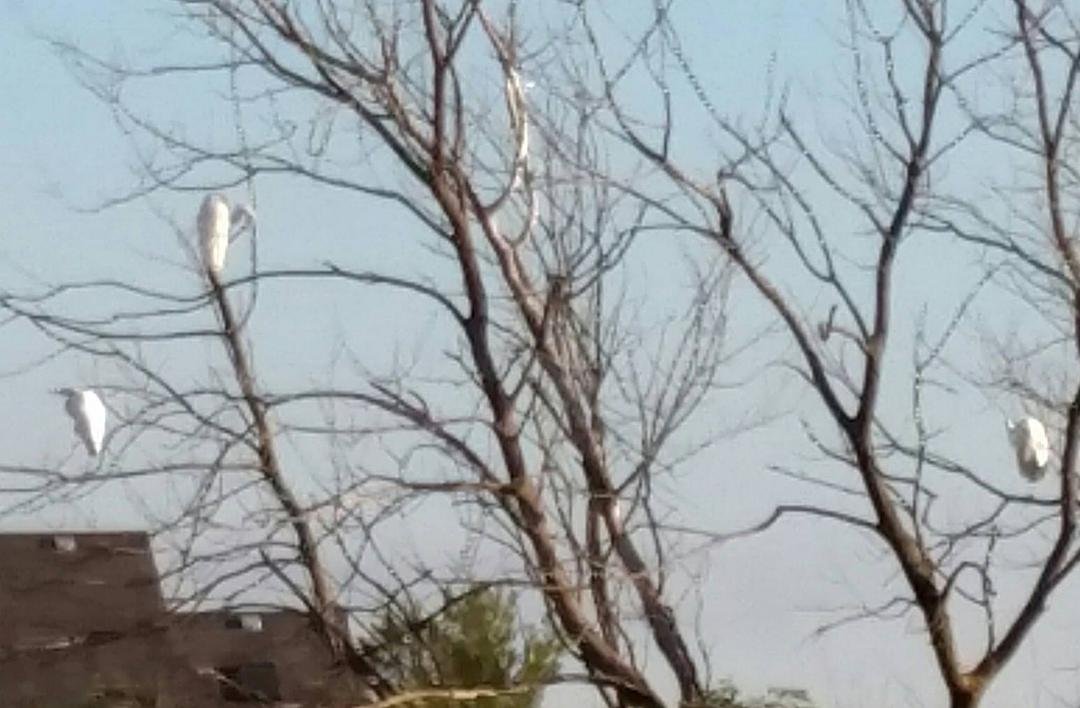 Egrets in the tree today in Bolingbrook.