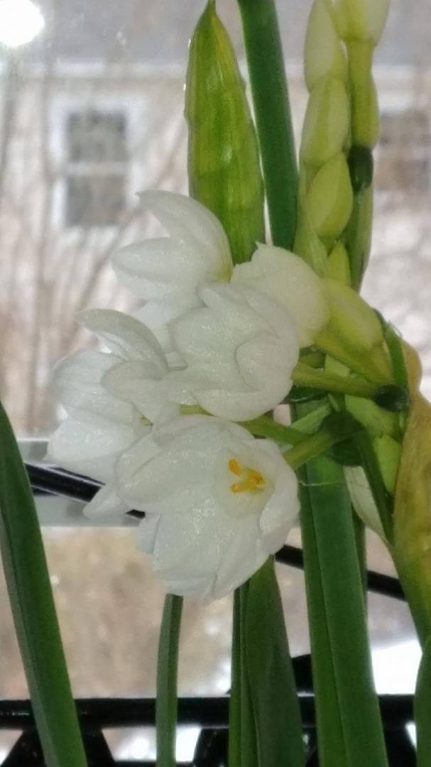 Despite the dreary day outside these flowers give hope of sunny days to come, soon I hope!!