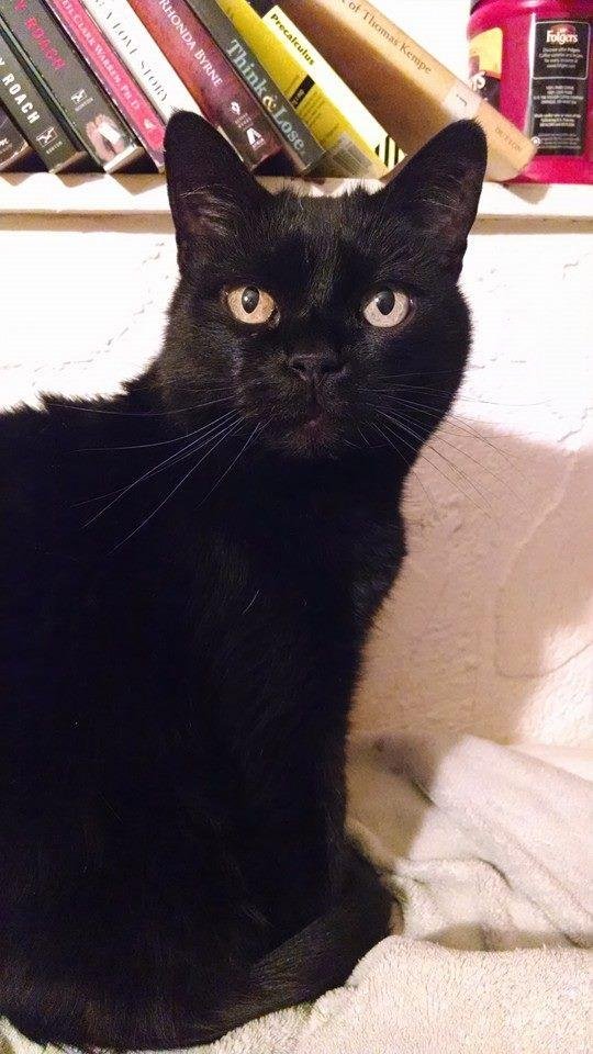 The devil Kitty. Notice the flaring nostrils! She is my Master Kitty.