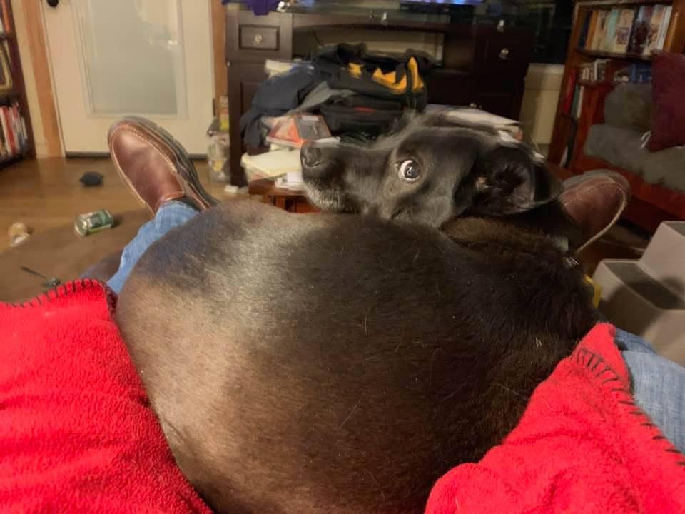 My lap pooch❤️