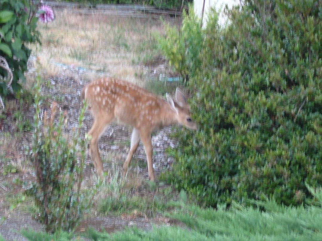 Here is the fawn about 3 months old eating an azalea.