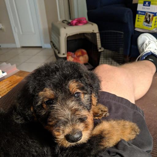 This is my new baby. She's 9 weeks old. Her name is Lucy. She's an Airedale Terrier as is my 2-yr-old male, Ajax. My parents got our first Airedale when I was in 9th or 10 grade, so I've been involved with them for over 40