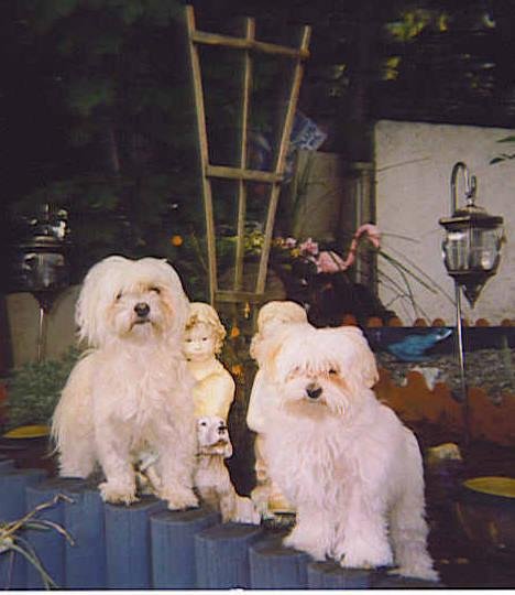 Maggie and Scamp caught in Mom's garden.What do you mean get out?