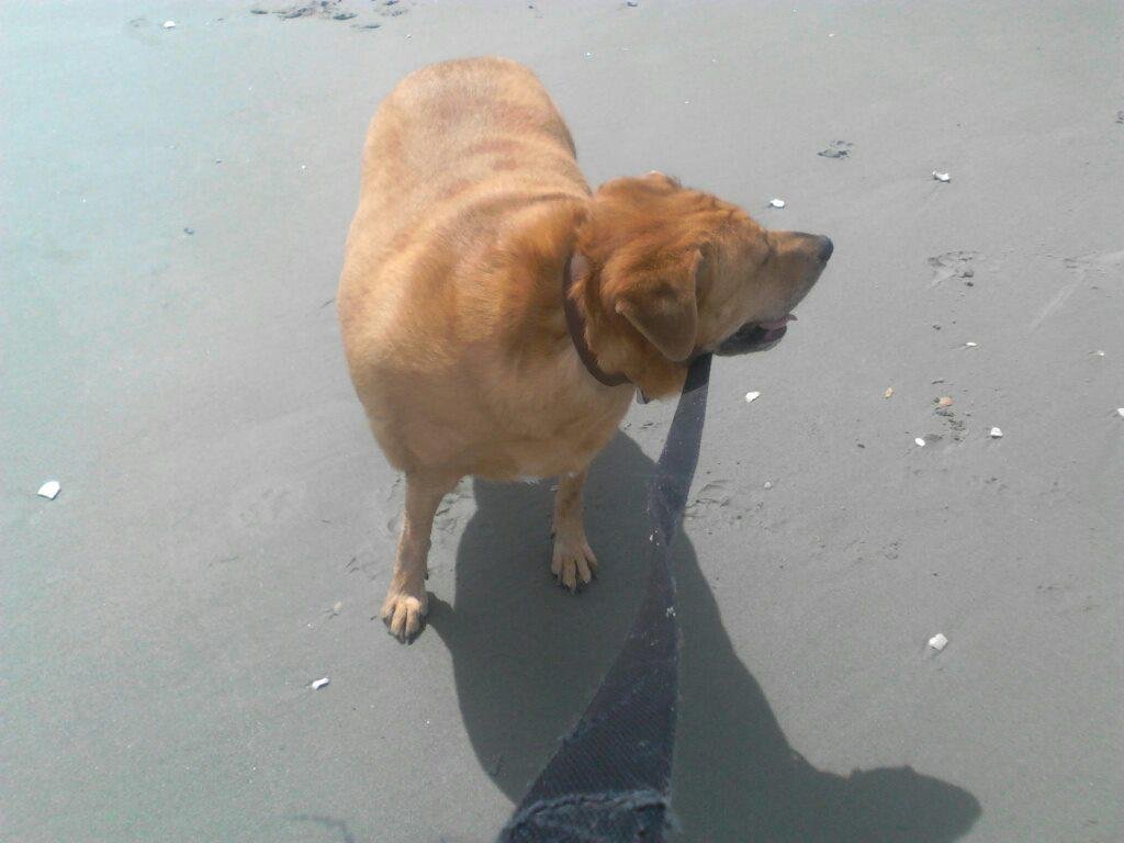 Boo at the beach