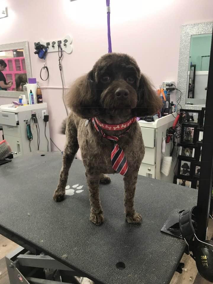 Chuck’sspringhaircut