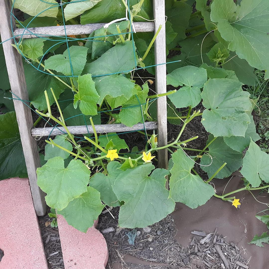 Something ate my cucumber plant
