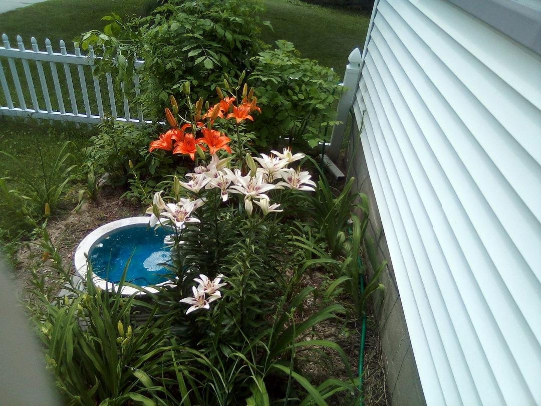 What is the name of the name of these flowers?
