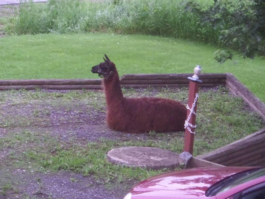 Thought it was my fathers day present until our neighbor came.