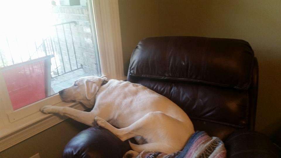 Waiting for papa to come home!