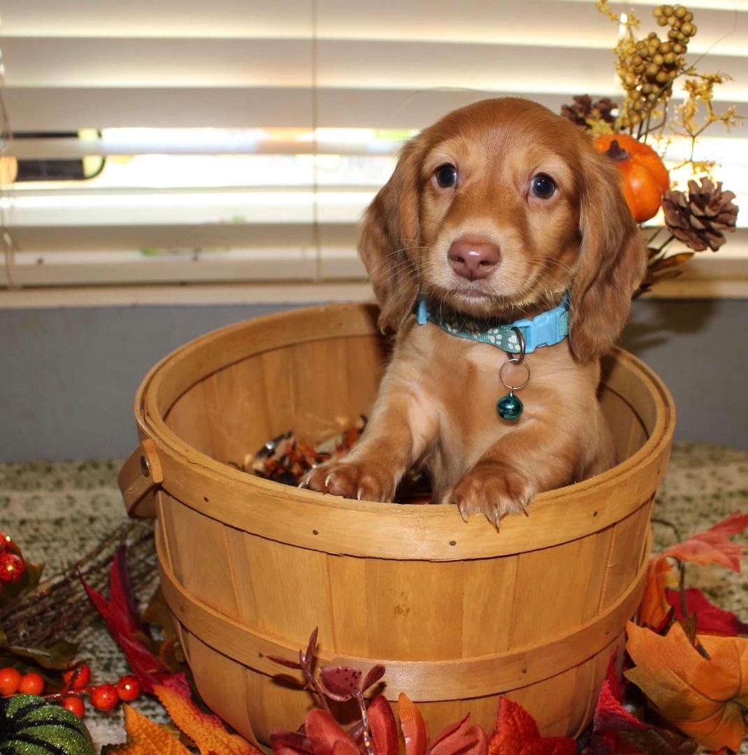 Sad tragic.Christmas day, in the morning my puppy  Freddy accidentally ran under my moving car and didn't make it out, he was born August 19, he was only here a short time but he loved playing with Buddy and everyone, he wi
